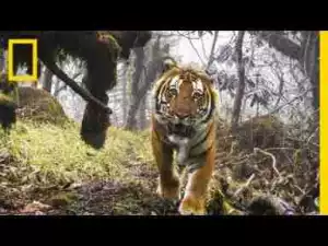 Video: Watch: Extremely Rare Footage of Wild Tigers in Bhutan | National Geographic